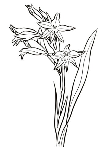 Gladiolus Cuspidatus Coloring Page